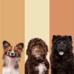 Köpek Irk Seçimi: İhtiyacınıza Uygun En İyi Irkı Bulun