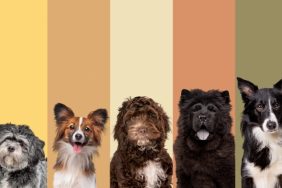 Köpek Irk Seçimi: İhtiyacınıza Uygun En İyi Irkı Bulun