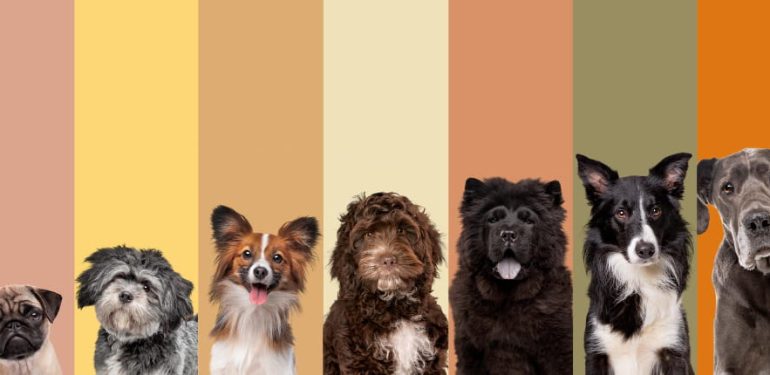 Köpek Irk Seçimi: İhtiyacınıza Uygun En İyi Irkı Bulun