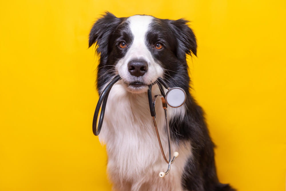 Bulaşıcı Hastalıklar: Köpekler Için Önemli Virüsler Ve Aşılama Yöntemleri