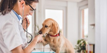 Köpek Sağlığı: Sık Karşılaşılan Sorunlar ve Çözümleri