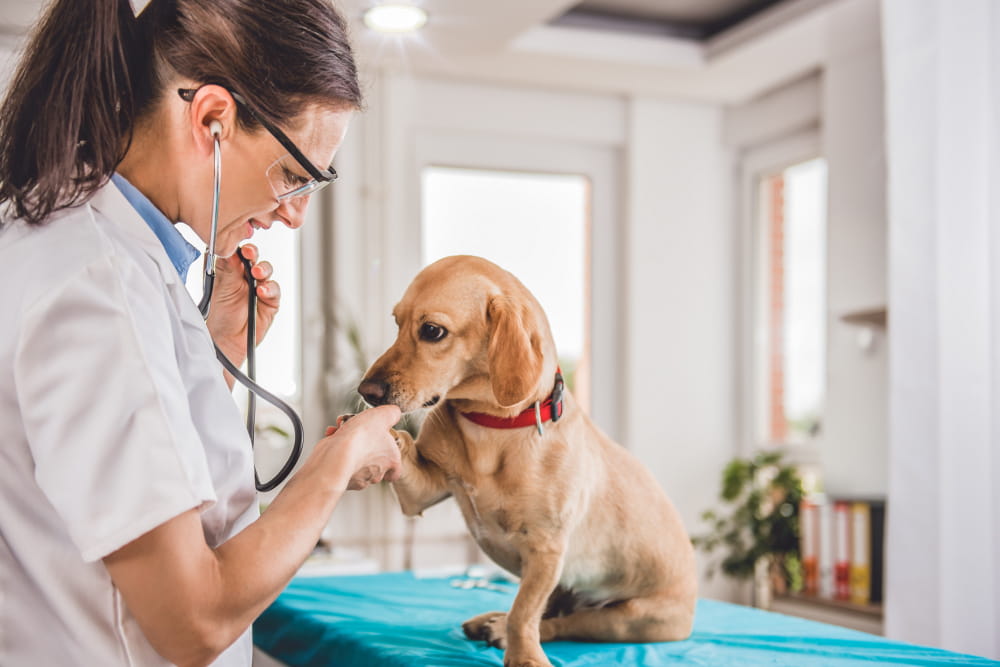 Köpek Sağlığı: Sık Karşılaşılan Sorunlar ve Çözümleri