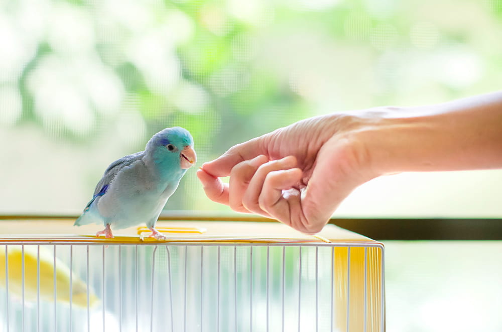 Kuşların Sağlığını Nasıl Koruyabilirsiniz