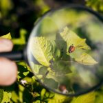 Organik Tarım ve Böcekler: Doğal Düşmanlarla Çalışma Yolları