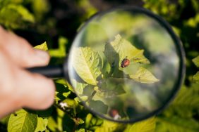 Organik Tarım ve Böcekler: Doğal Düşmanlarla Çalışma Yolları