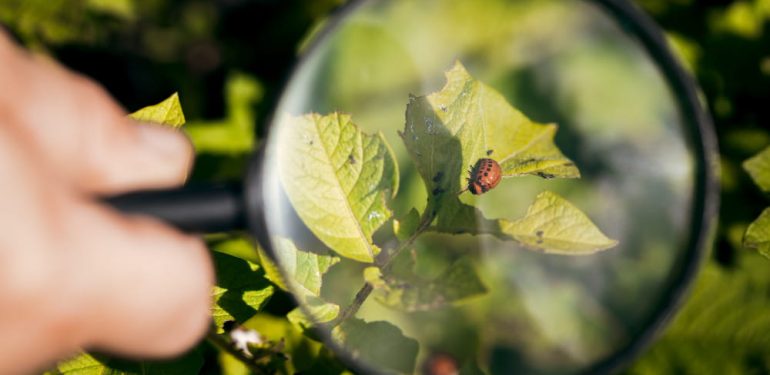 Organik Tarım ve Böcekler: Doğal Düşmanlarla Çalışma Yolları