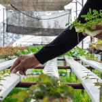 Organik Tarım ve Şehir Bahçeciliği: Küçük Alanlarda Büyük Verim