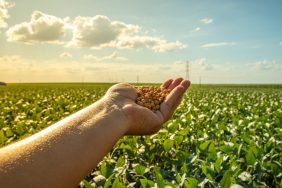 Organik Tarım ve Toprak Verimliliği Tohumdan Hasada İncelikler