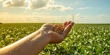 Organik Tarım ve Toprak Verimliliği Tohumdan Hasada İncelikler