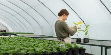 Sera Bahçeciliği: Taze Ürünler Tüm Yıl Boyunca