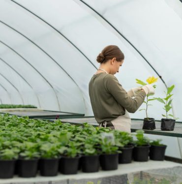 Sera Bahçeciliği: Taze Ürünler Tüm Yıl Boyunca