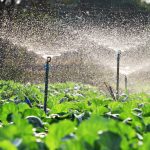 Sulama Stratejileri: Bitkilerinizi Nasıl Sulamalısınız?