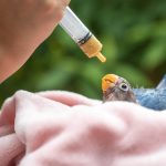 Evcil Kuş Bakımı: Kanarya, Papağan ve Muhabbet Kuşları