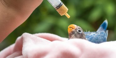 Evcil Kuş Bakımı: Kanarya, Papağan ve Muhabbet Kuşları