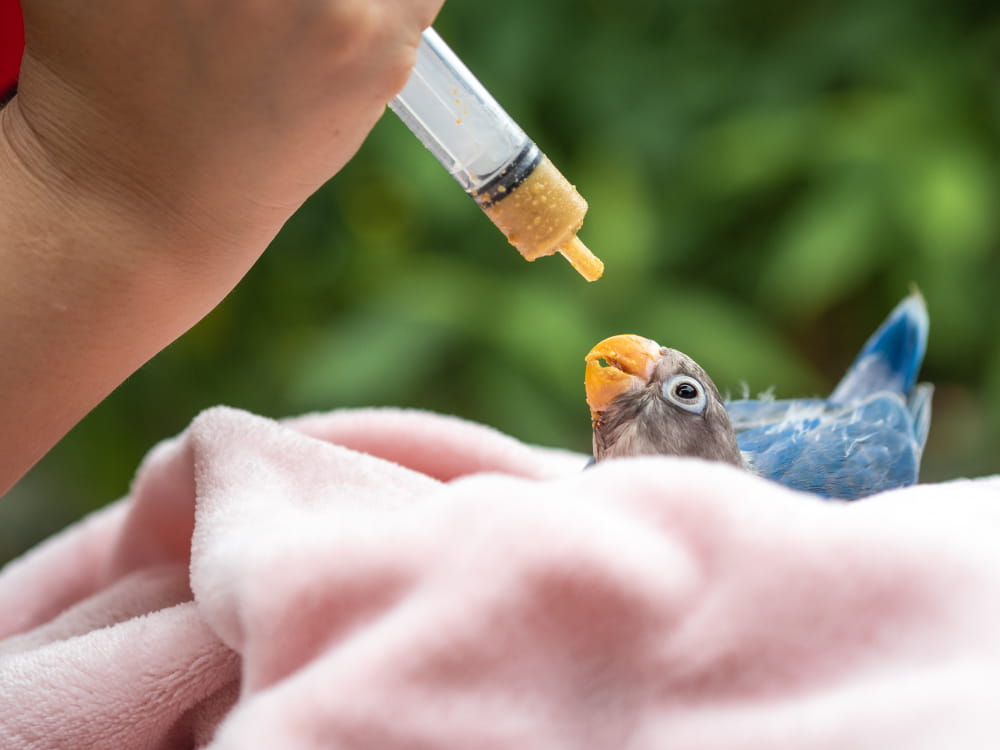 Evcil Kuş Bakımı: Kanarya, Papağan ve Muhabbet Kuşları